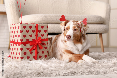 Adorable australian shepher...
