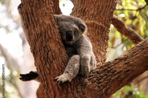 Photography Koala