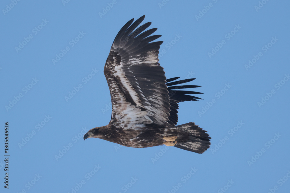 Fototapeta premium Juvenile Bald Eagle in winter frlying in a Park