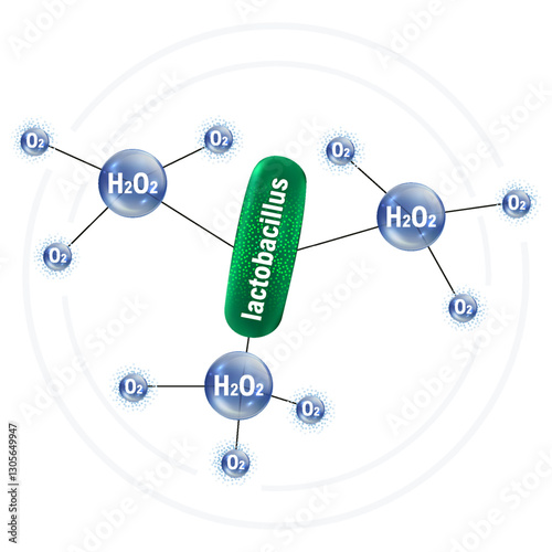 Process of hydrogen peroxide production by lactobacilli. Probiotics, prebiotics. Vector illustration