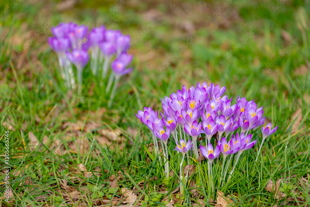 Selective focus of purple flower with green leaves, Crocus is a genus of flowering plants in the family Iridaceae, The flowers are one of the brightest and earliest in spring bloom, Natural background Selective focus of purple flower with green leaves, Crocus is a genus of flowering plants in the family Iridaceae, The flowers are one of the brightest and earliest in spring bloom, Natural background
