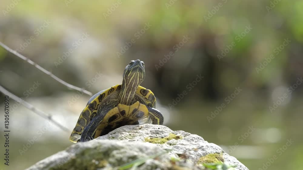 turtles on a rock