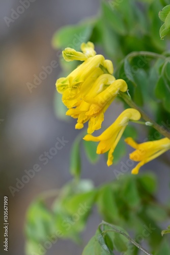 Yellow corydalis (pseudofumaria lutea) flowers in bloom photo