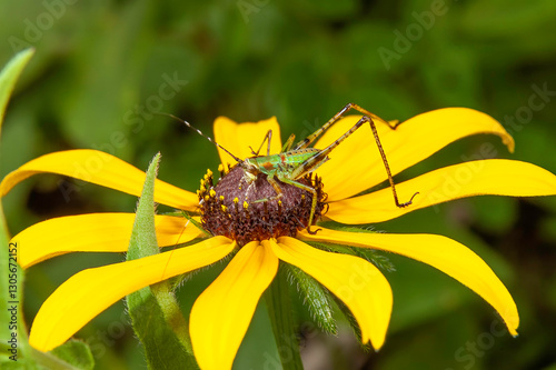 katydid insect on yellow black-eyed susan flower