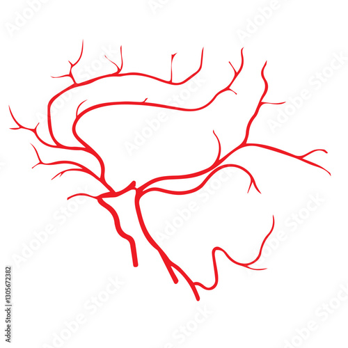 cerebral artery colored icon