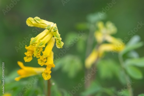 Yellow corydalis (pseudofumaria lutea) flowers in bloom photo