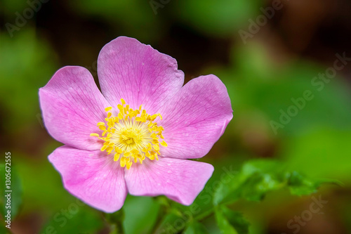 prairie rose
