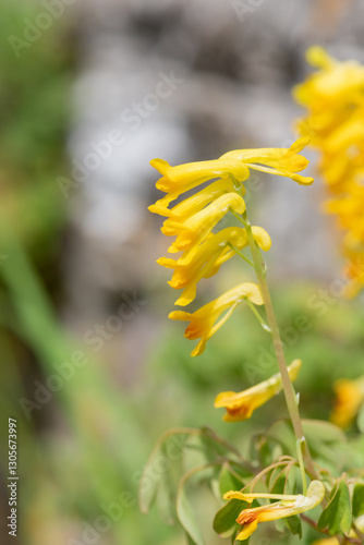 Yellow corydalis (pseudofumaria lutea) flowers in bloom photo