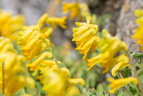 Yellow corydalis (pseudofumaria lutea) flowers in bloom photo