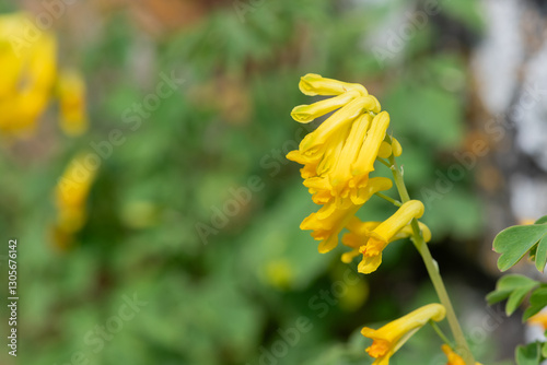Yellow corydalis (pseudofumaria lutea) flowers in bloom photo