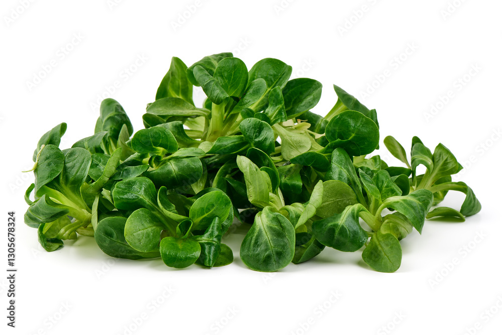 Fresh Lamb's Lettuce Isolated on White Background. Fresh Lamb's Lettuce Isolated on White Background.