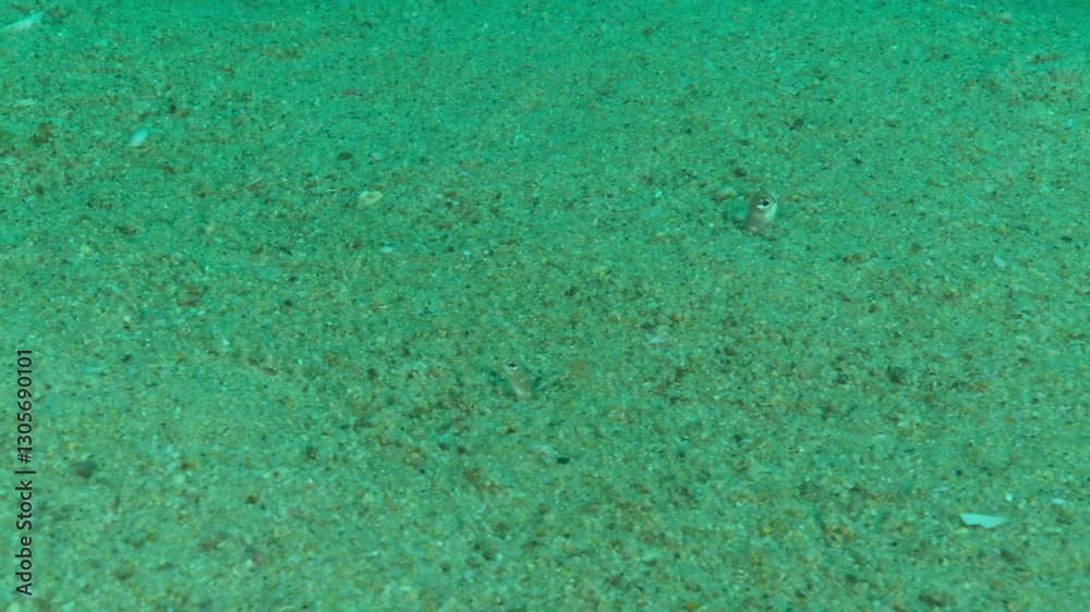 Underwater view of a garden eel (Heteroconger spp.) emerging cautiously from the sandy seabed. After assessing the surroundings, it quickly retreats into its burrow. 