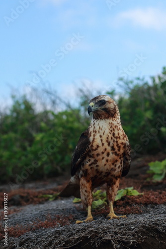 Galapagos Hawk in Marchena Island