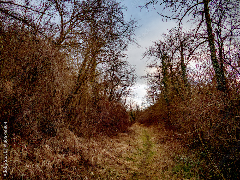 Obraz premium Pfad durch den Wald