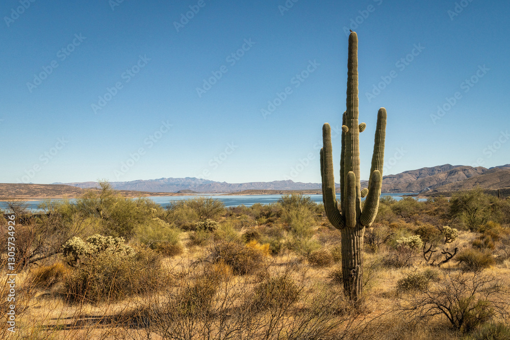 Saguaro Cactus and Roosevelt Lake Saguaro Cactus and Roosevelt Lake