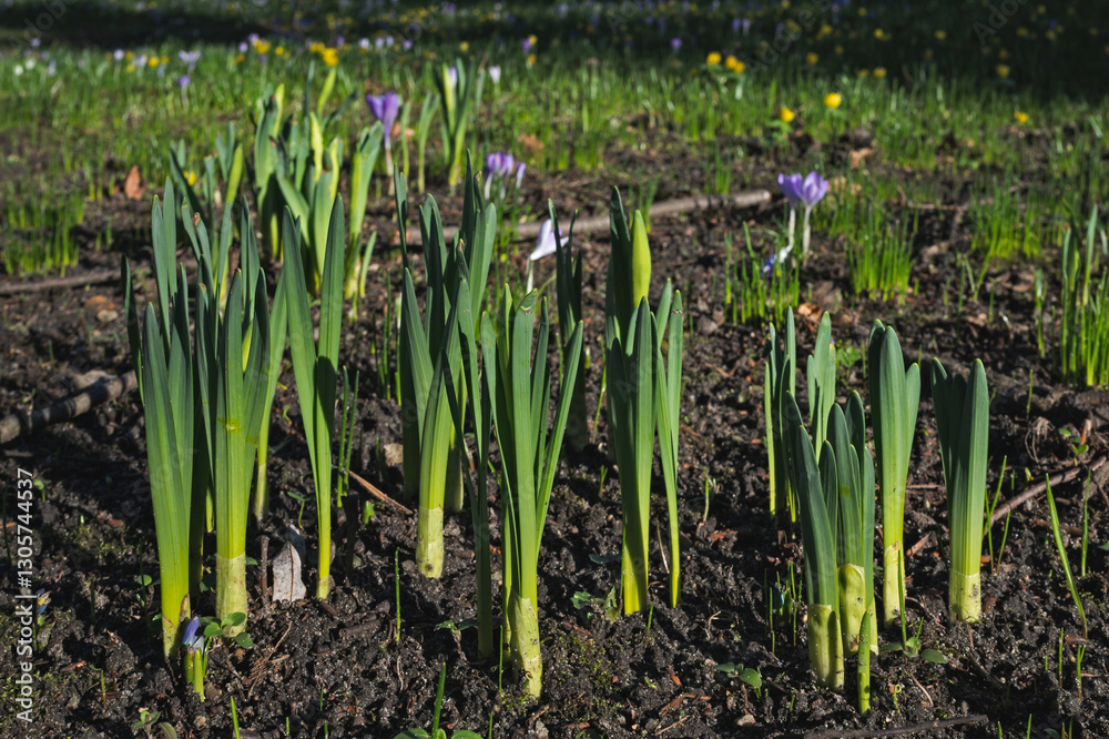 Fototapeta premium Daffodil sprouts in a park in early spring. Crocuses and winter aconite flowersin the background