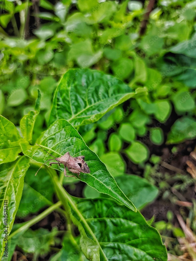 Shield Bug on a Green Leaf: A Natural Macro Encounter Shield Bug on a Green Leaf: A Natural Macro Encounter
