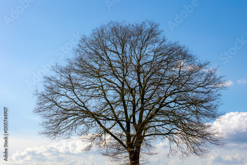Winter countryside landscape with view of leafless tree twig under blue sky and warm sunlight in the afternoon, Silhouette of bare branches trees in winter, Nature texture pattern background.