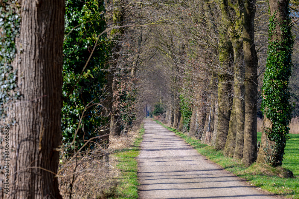 Obraz premium Winter landscape with row of bare tree and trunks in the forest, Natural gravel path in the wood in countryside, Overijssel is a province of the Netherlands located in the eastern part of the country.