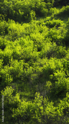 Bright sunlight filtering through verdant foliage, casting luminous highlights on lush greenery
