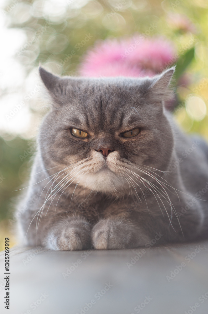 Fototapeta premium Gray shorthair cat resting with paws tucked in and an intense, grumpy expression, possibly annoyed or irritated, in a blurred outdoor setting