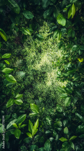 Sunlight filters through dense layers of leaves, creating a captivating display of nature's artistry