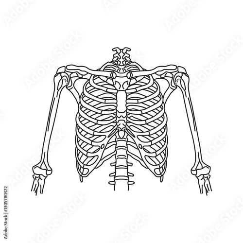 Rib outline vector. Human skeletal system. Anatomy