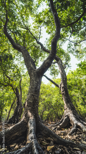 Low angle view capturing large trees with exposed roots thriving in a vibrant green forest, illuminated by daylight and surrounded by nature