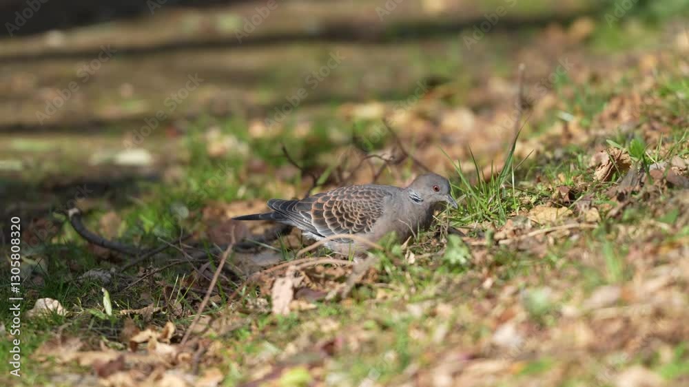 turtle dove in a forest turtle dove in a forest