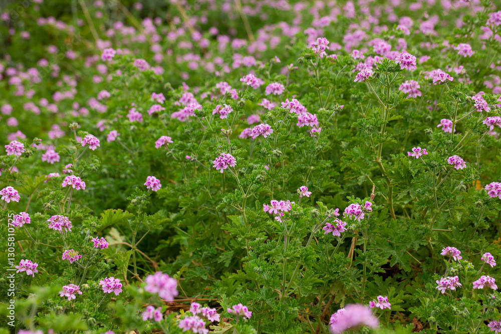 Blooming Geranium plants in their natural habitat in springtime Blooming Geranium plants in their natural habitat in springtime