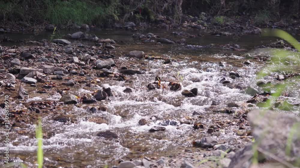 Autumn mountain forest stream in Northeast China Autumn mountain forest stream in Northeast China