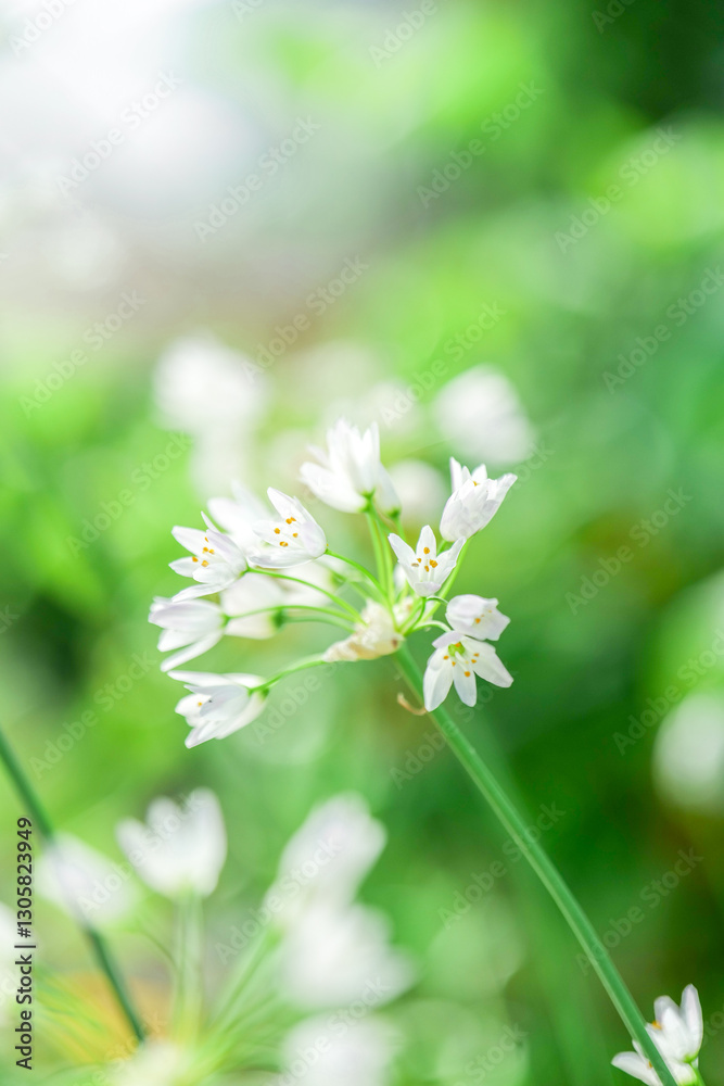 White Flowers in a Green Background. Allium triquetrum hree-cornered leek in Soft Focus.White ornamental onion flowering in a spring garden.Beautiful floral background.