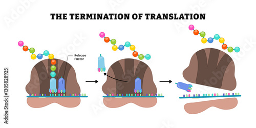 Termination of translation ribosome process diagram, labeled Release factor binds directly to the stop codon in A site, protein chain and amino acid, polypeptide, large subunit, small subunit, codons.
