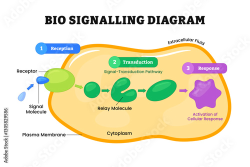 Bio signaling diagram process, Biosignaling or cell signaling, organisms be electrical, mechanical, or chemical, labeled receptor, molecule, reception, transduction, response. Vector illustration