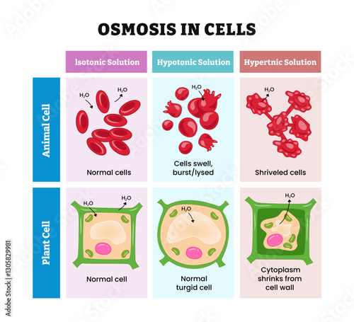 Osmosis in plant and animal cell, Water moves into and out of cells, labeled isotonic, hypotonic, hypertonic solution. Cell Swells, burst or lysed, shriveled cells, turgid, shrinks cytoplasm cell wall