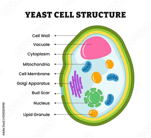 Yeast cell structure anatomy, educational diagram poster design. single-celled fungi, labeled cell wall, vacuole, cytoplasm, mitochondria, membrane, golgi apparatus, bud scar, nucleus, lipid granule.