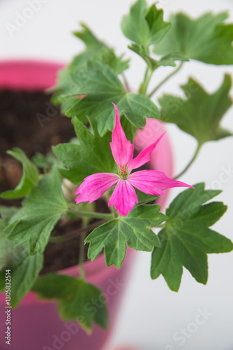 Stellar pelargonium 