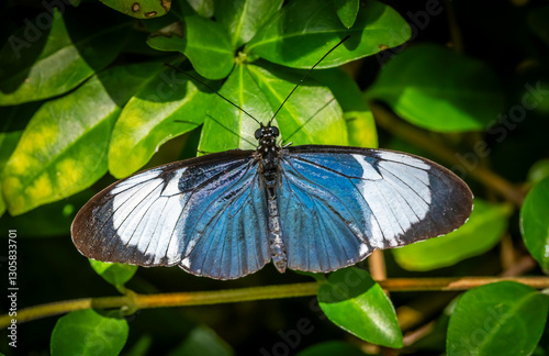 Close up of a Sara longwing, Heliconius sara, butterfly in green foliage