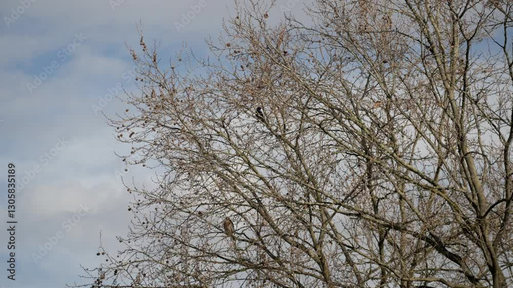 hawk and crow in a tree with bare branches hawk and crow in a tree with bare branches