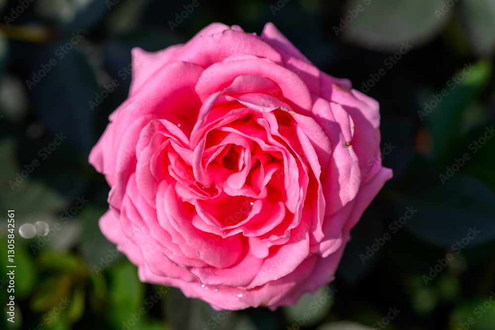 Close-up Pink Spray Rose flower blooming in the garden. Close-up Pink Spray Rose flower blooming in the garden.