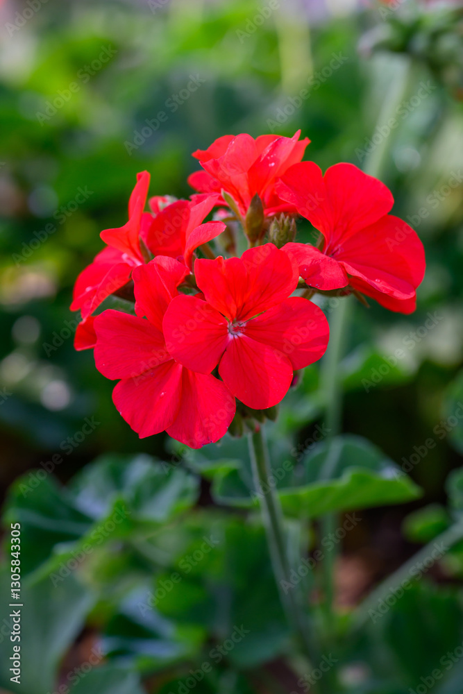 Close-up Red Geranium flowers in the inflorescence on a green background. Close-up Red Geranium flowers in the inflorescence on a green background.