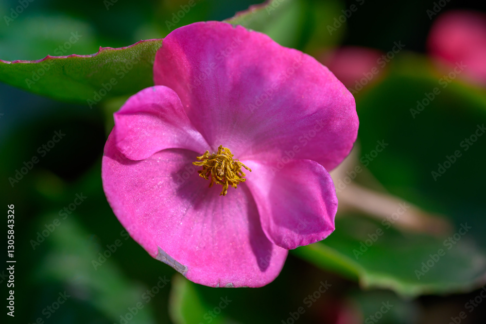 Close-up pink Begonia flower blooming in the garden. Family Begoniaceae. Close-up pink Begonia flower blooming in the garden. Family Begoniaceae.