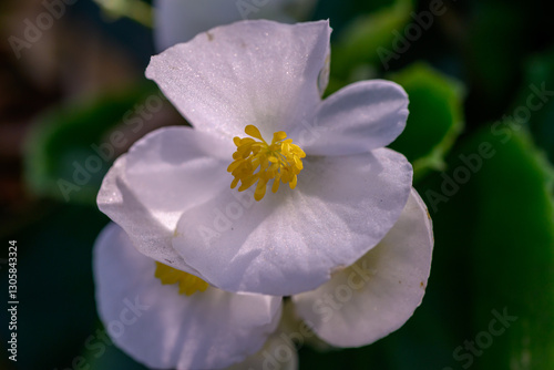 Close-up white Begonia flower blooming in the garden. Family Begoniaceae. photo