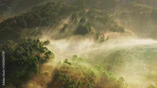 Early morning fog envelops forest showcasing stratospheric beauty with Tyndall effect lighting the landscape