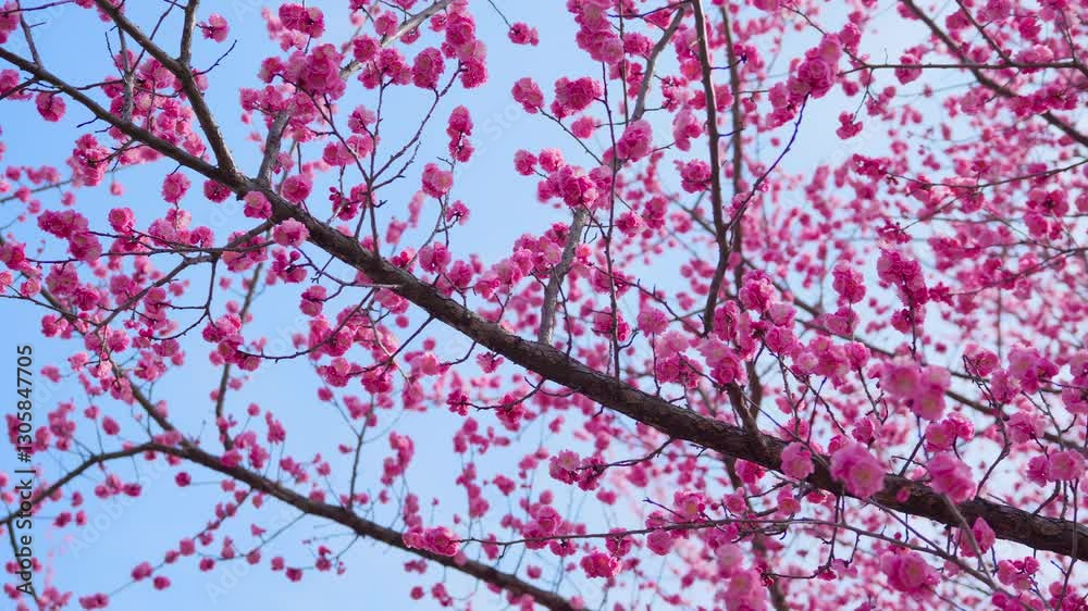 Red plum blossoms bloom with vibrant colors in a serene spring landscape under clear blue skies Red plum blossoms bloom with vibrant colors in a serene spring landscape under clear blue skies