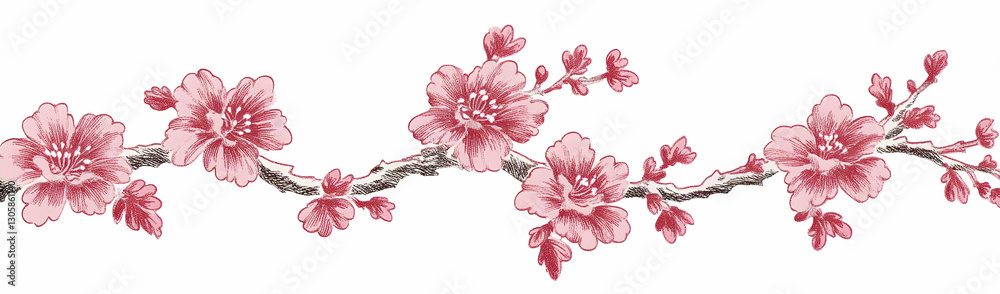 Obraz premium Pink cherry blossom branch, spring (1)