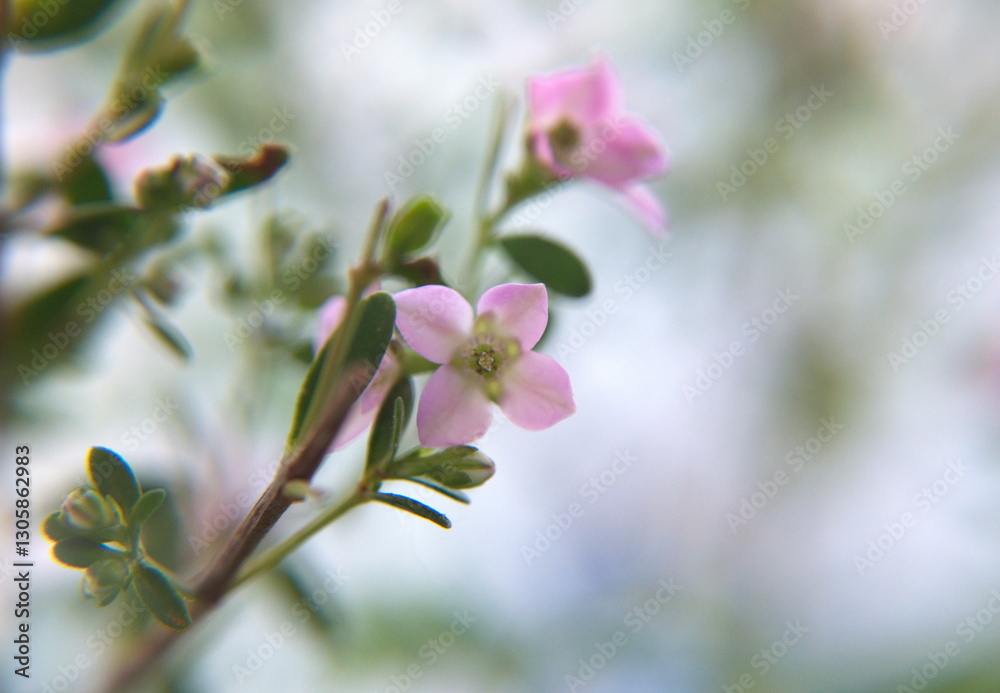 Boronia creculata in bloom, bush with pink flowers Boronia creculata in bloom, bush with pink flowers