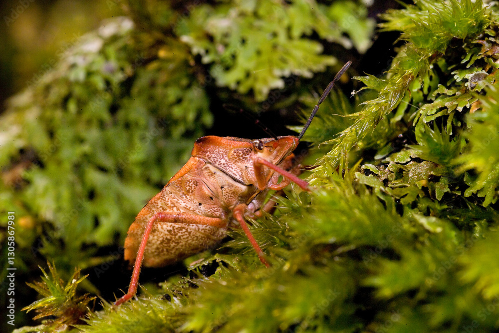Obraz premium shield bug, likely a red shield bug (Carpocoris mediterraneus) or a related species such as Arma custos. Sardinia. Italy