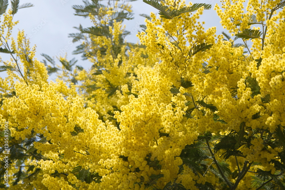 Fototapeta premium Acacia dealbata in bloom, Acacia derwentii with yellow flowers , mimosa tree