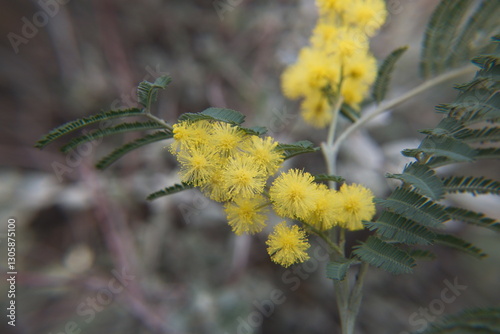 Acacia dealbata in bloom, Acacia derwentii  with yellow flowers , mimosa tree photo